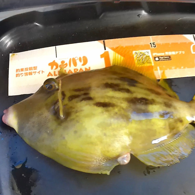 意外と釣れた船カワハギ!