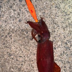 ケンサキイカ①