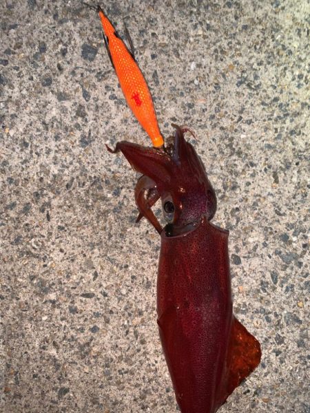 ケンサキイカ①