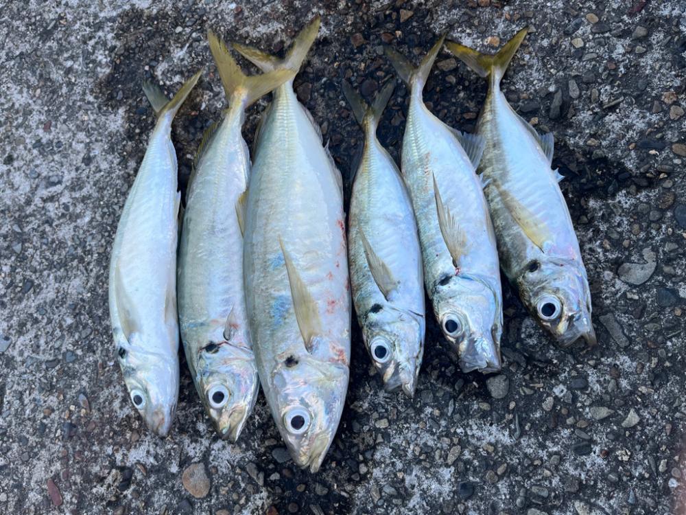 朝練釣行