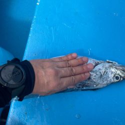 大阪湾タチウオメーター越え