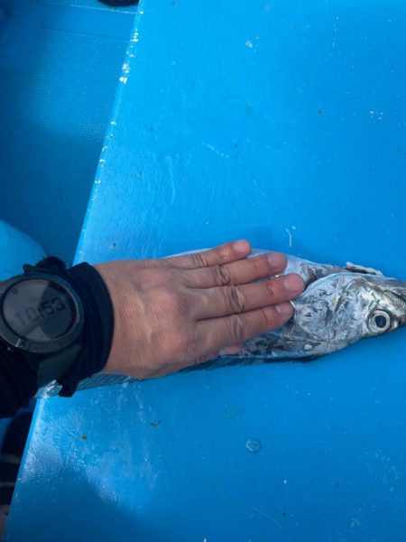 大阪湾タチウオメーター越え