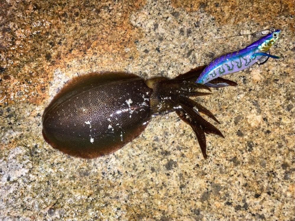 ケンサキ&コロッケ