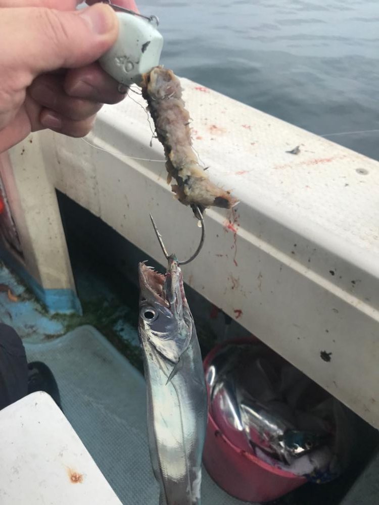 アカマツのタチウオ