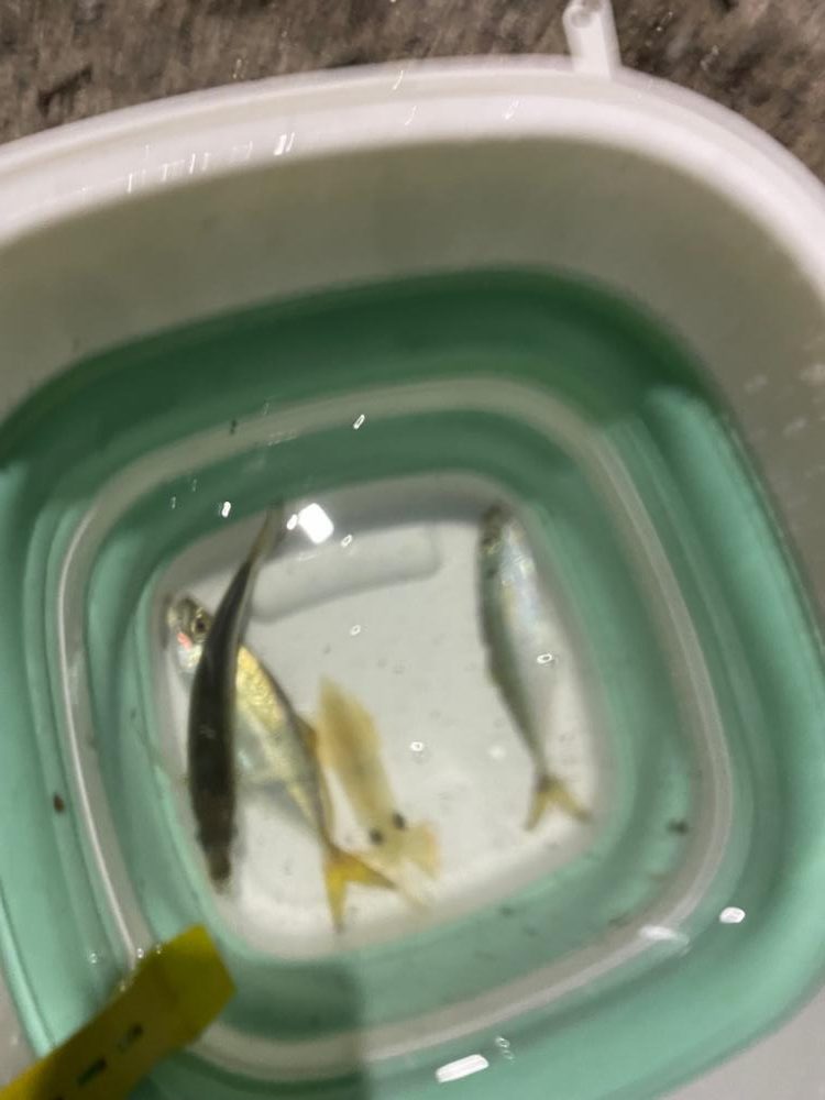 アジング、エギング、初心者