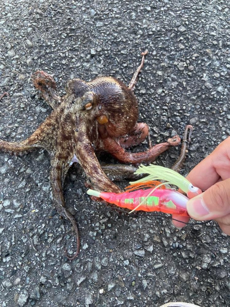 シイラ アジ タコ ゲット！！