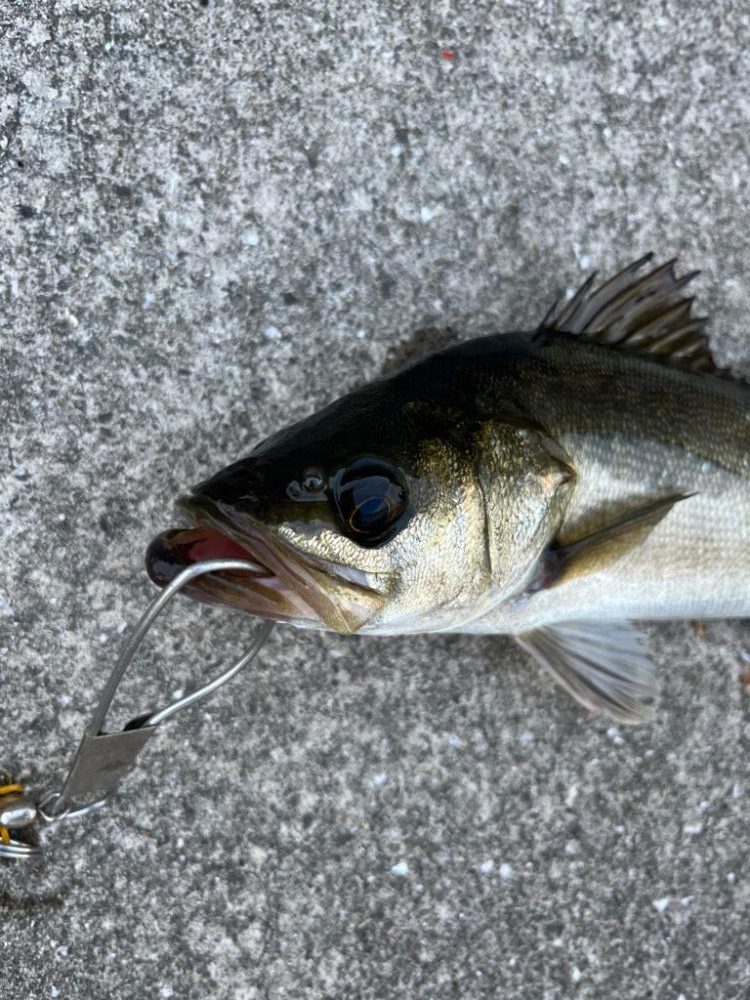 朝マヅメ　イワシの群れあり