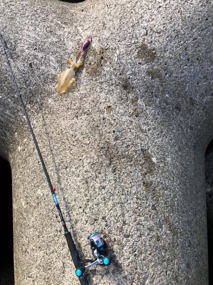 アオリイカです♪