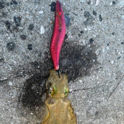 仕事前の1シャクリ