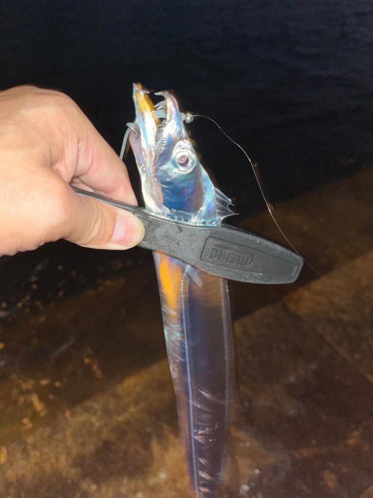 アジングで太刀魚