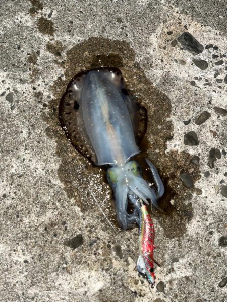 朝マズメ狙い打ちエギング