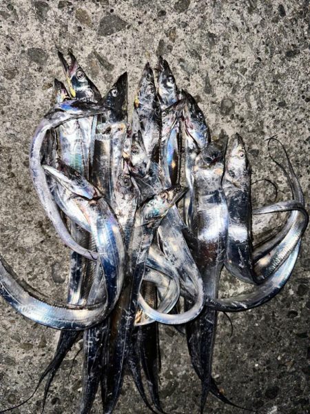 沖堤防タチウオ