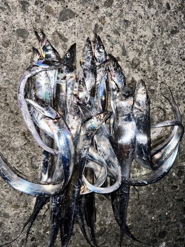 沖堤防タチウオ