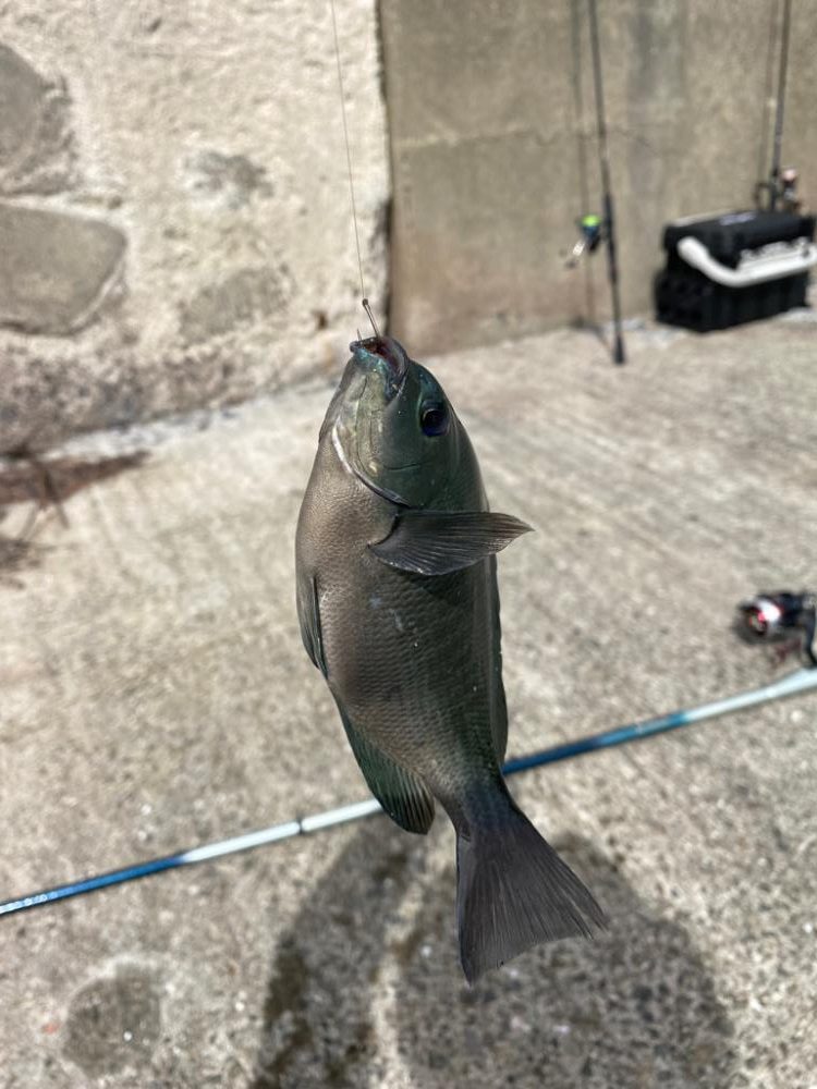 南紀白浜フカセ