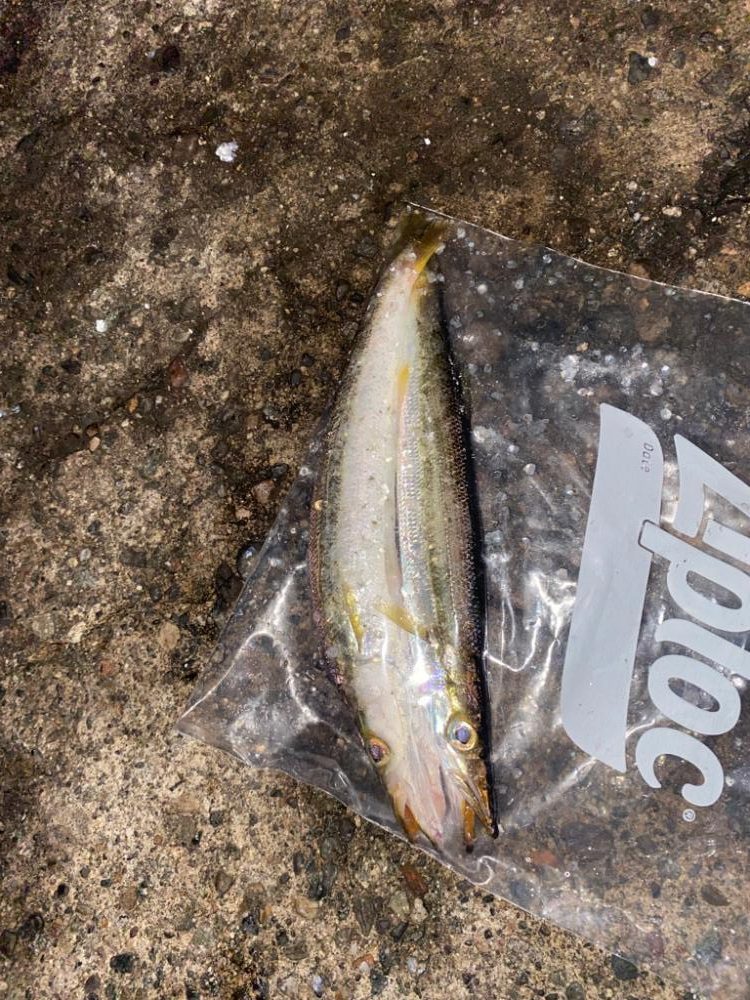 カマスとアオリ