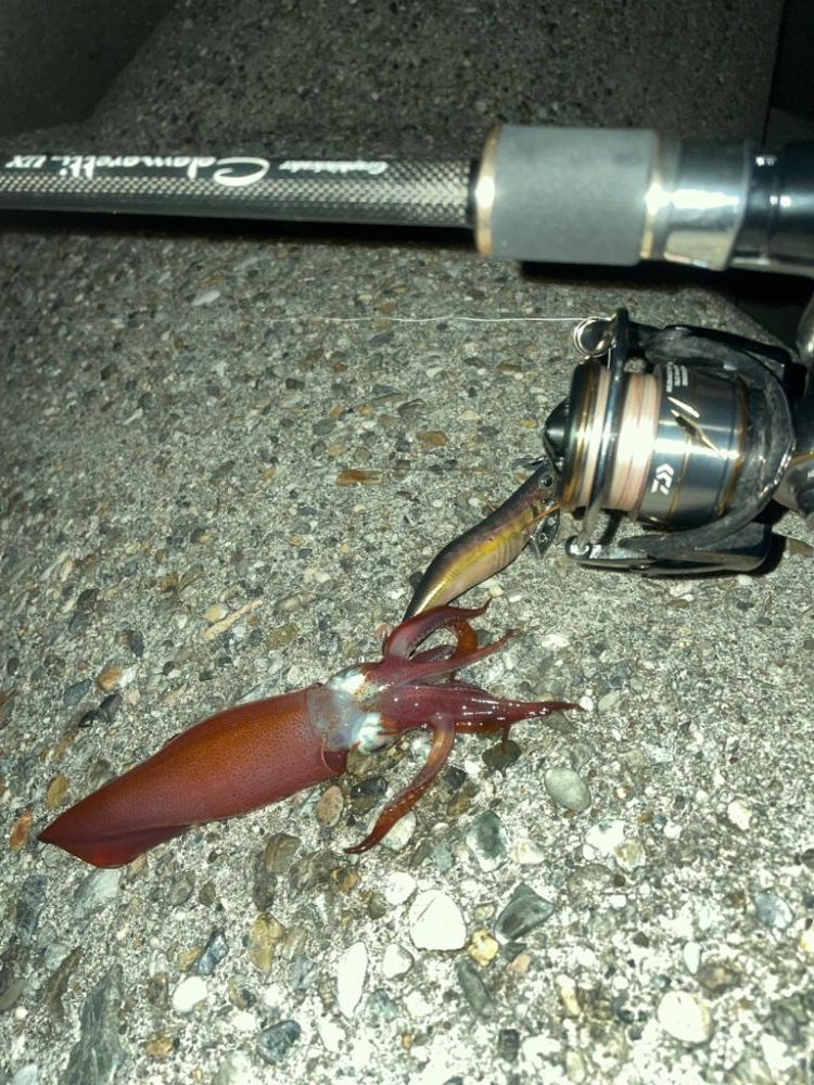 爆風の中のエギング