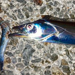 タチウオもジャックアイにゃ！