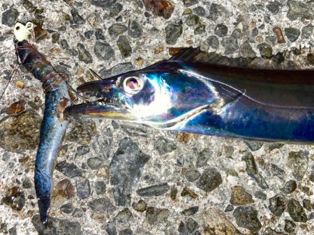 タチウオもジャックアイにゃ！