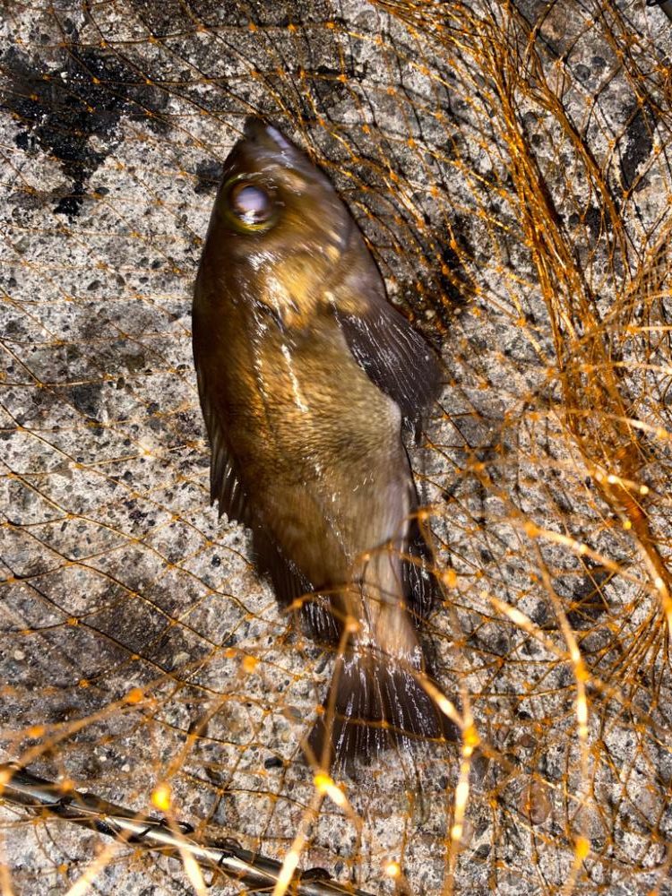 デカメバルとアオリ