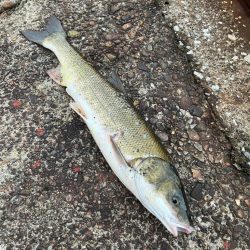 ここで初めて釣ったマルタウグイ