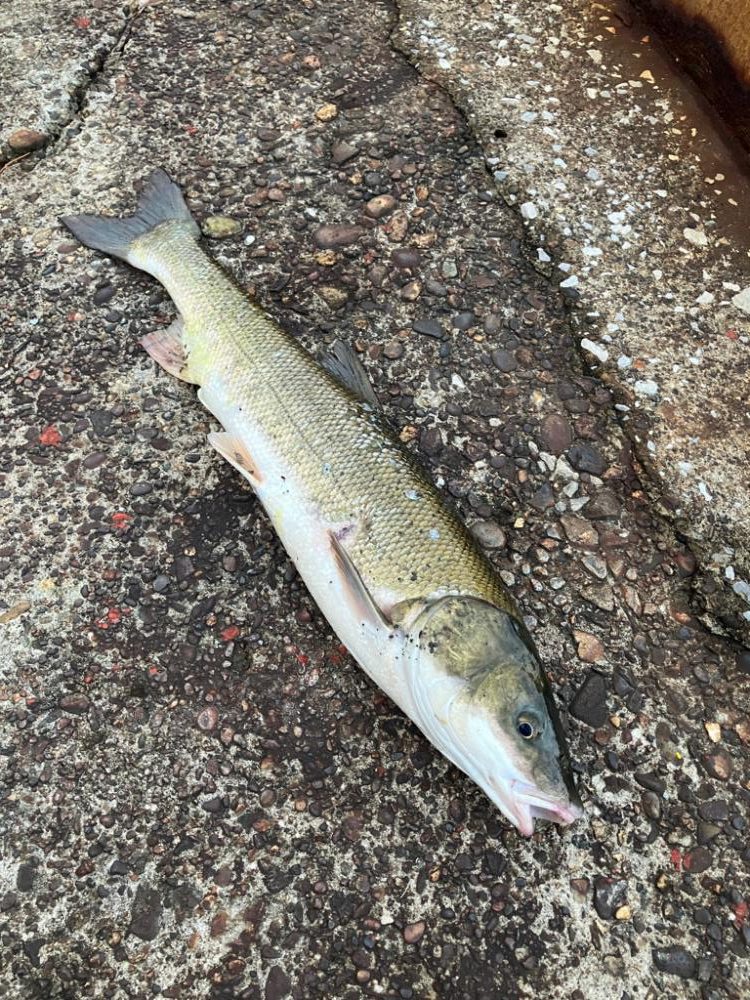 ここで初めて釣ったマルタウグイ