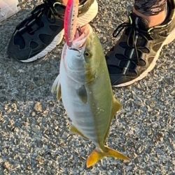 ぎりハマチ で開幕！？