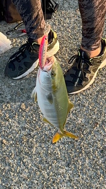 ぎりハマチ で開幕！？