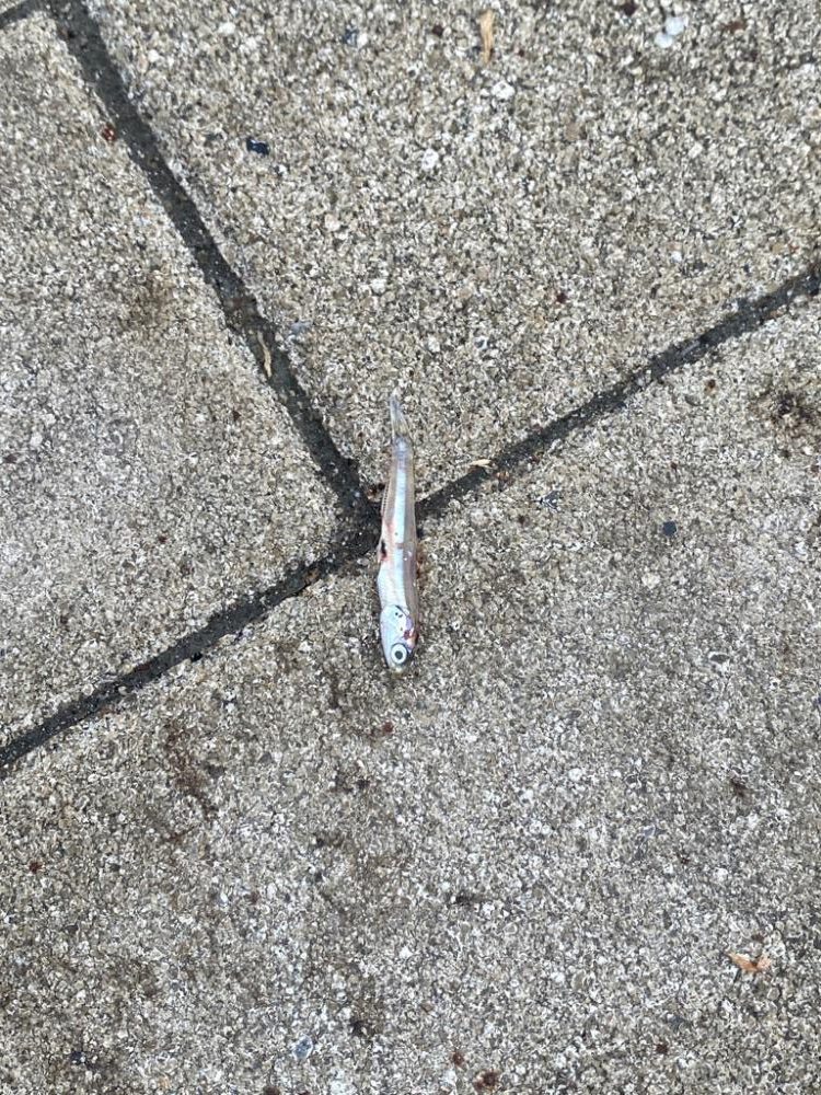 今期　初牙@超湾奥