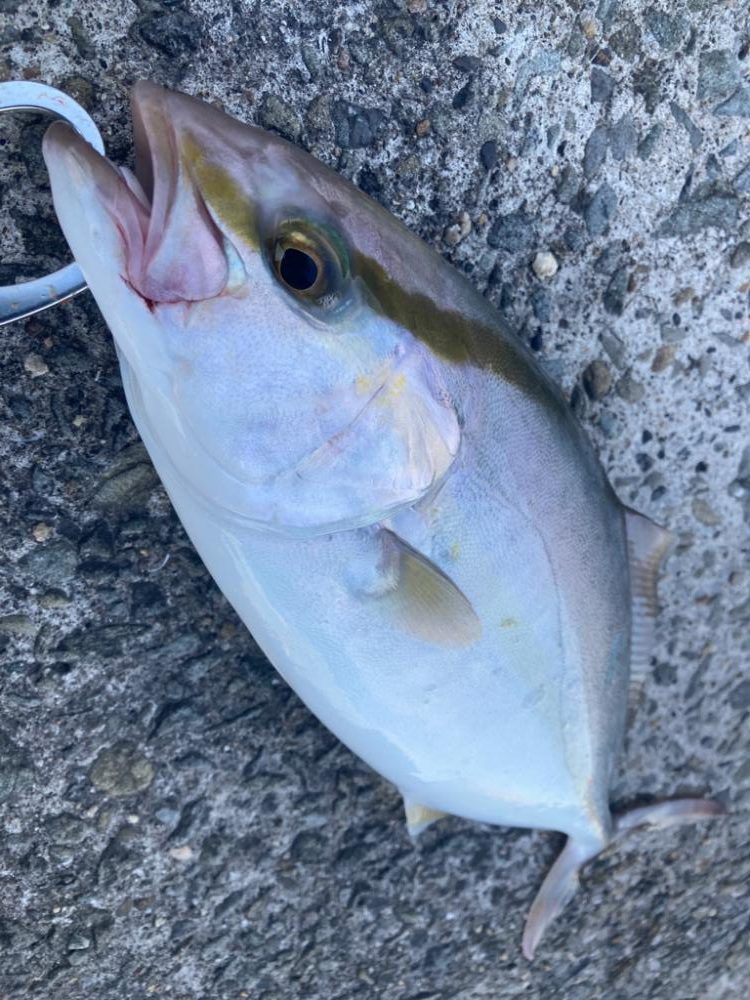 2023ライトゲーム第31選