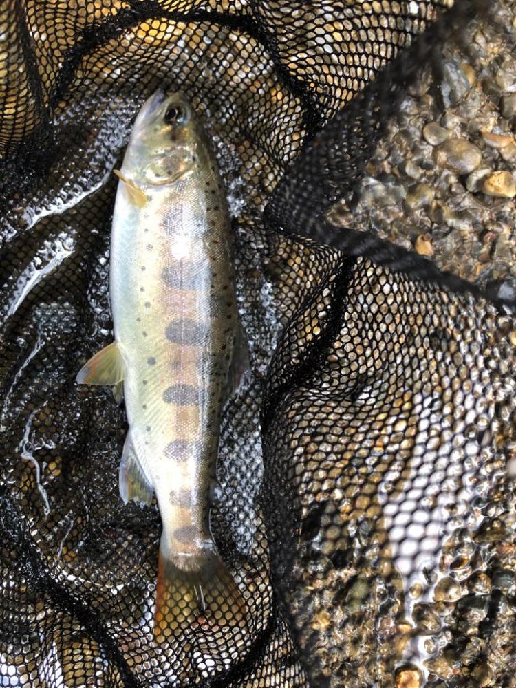 渓流ルアー楽し!