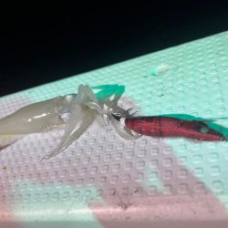 城崎イカメタル