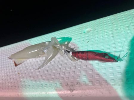 城崎イカメタル