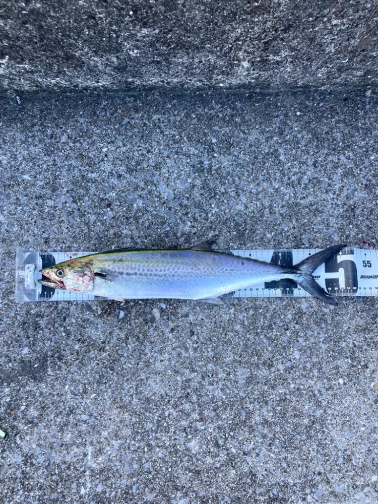 青牙ハットトリックならずマルチ。。