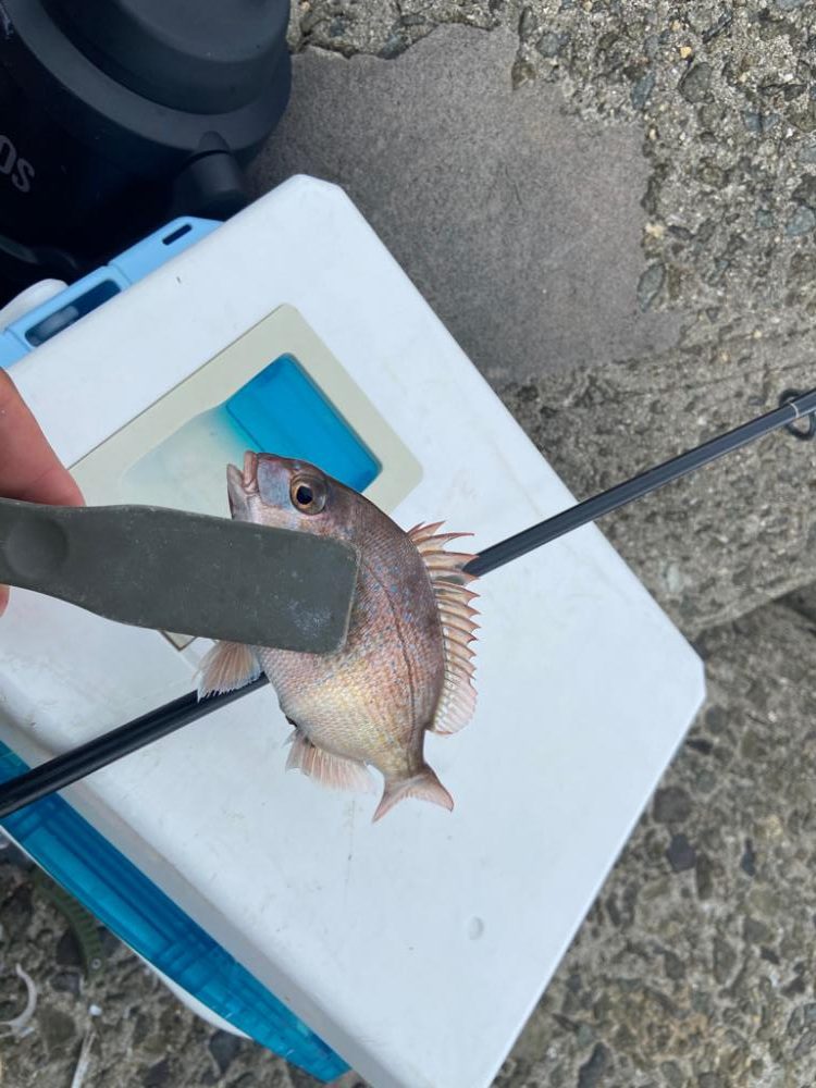 ちょい投げシロギスタのrelaxing day！