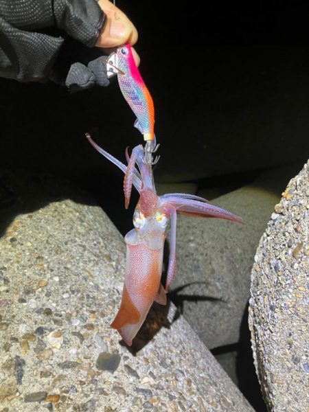 ナイトエギング(^.^)