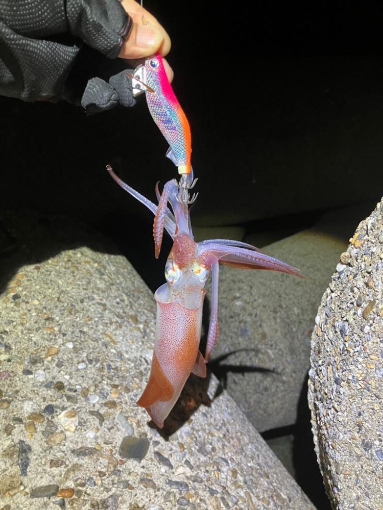 ナイトエギング(^.^)