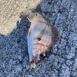 ベラも美味しい