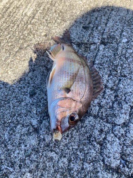 ベラも美味しい