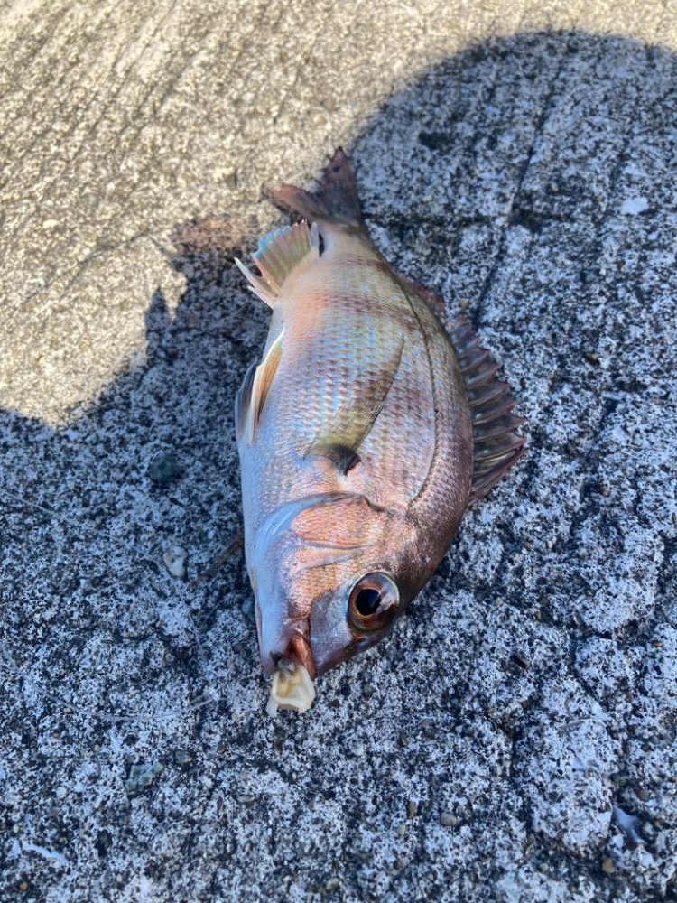 ベラも美味しい