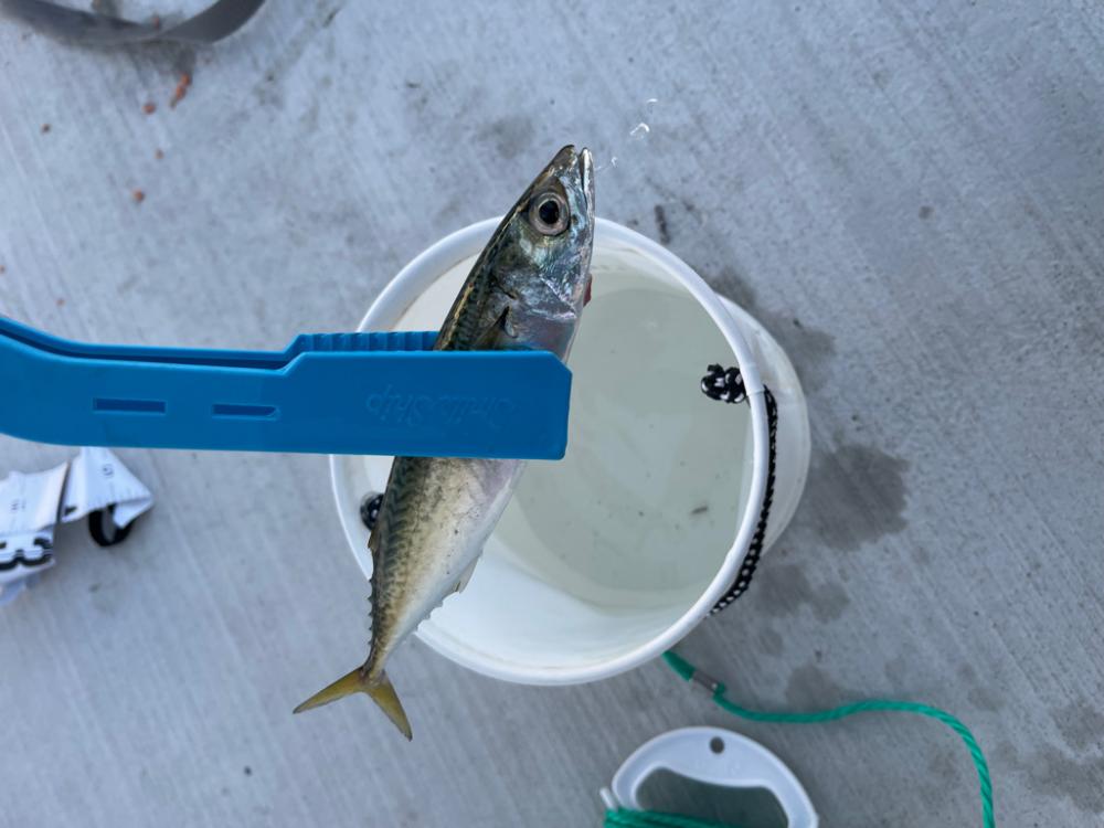 サビキ釣り
