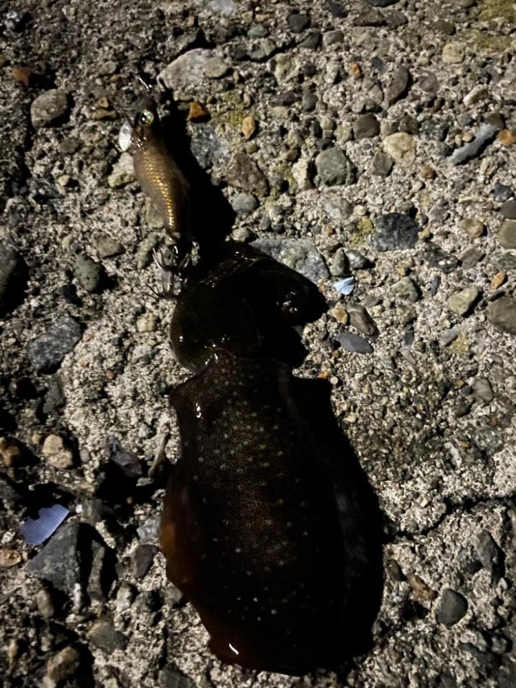 今日はジグメインでついでにアオリ