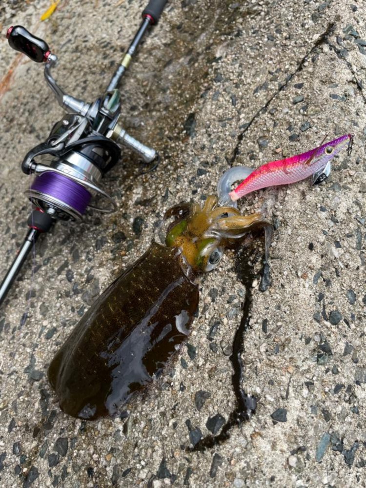 土日の新子調査