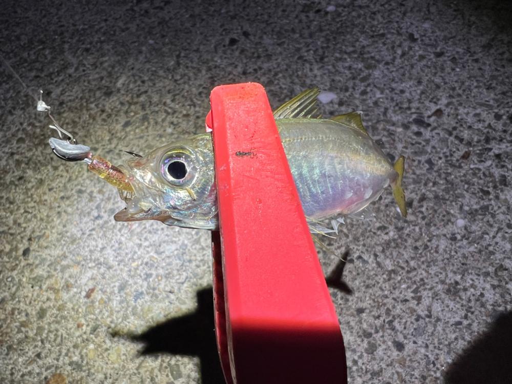 鯵を探して三千里 Vol.77