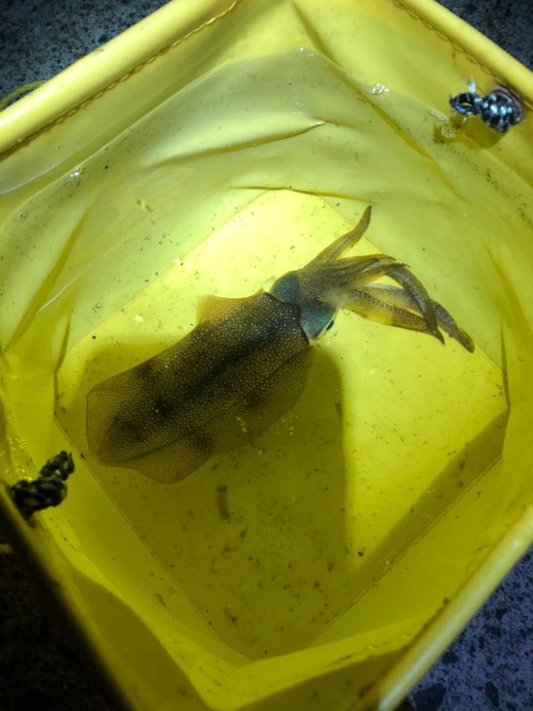 【舞鶴エリア】新子調査①