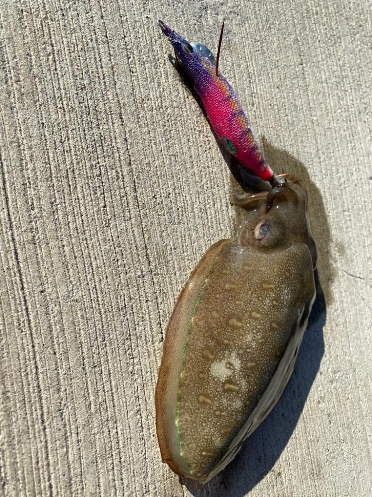 新子調査のはずが、、、