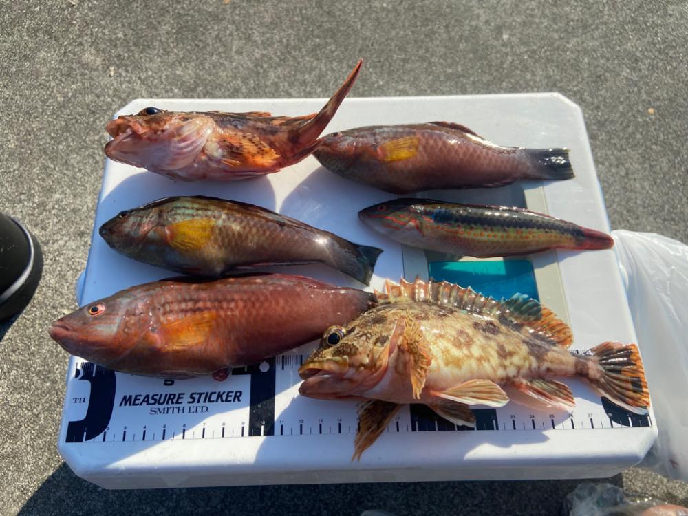 ちょい投げシロギスタの離島でカワハギDAY