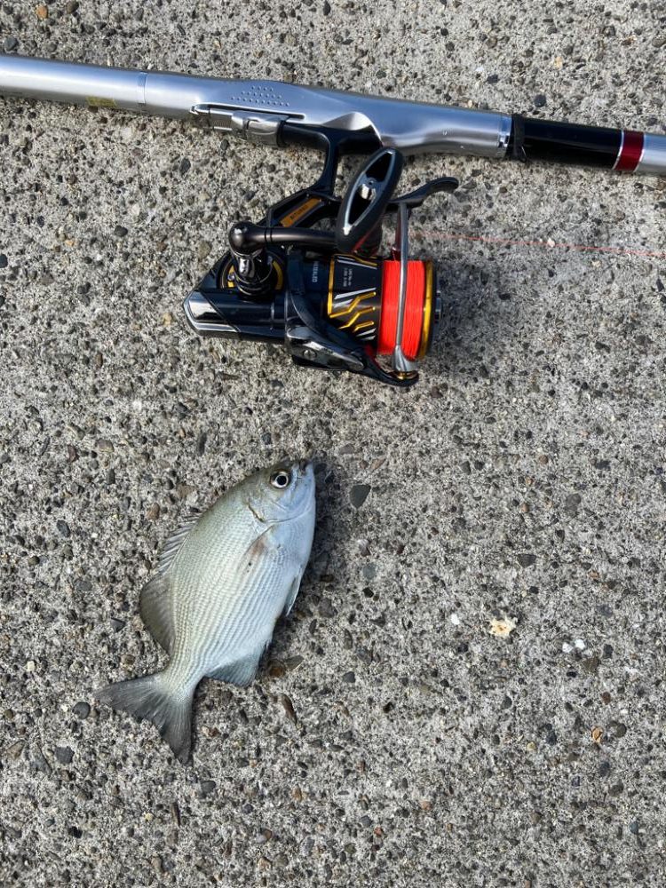 エビ撒き五目釣り