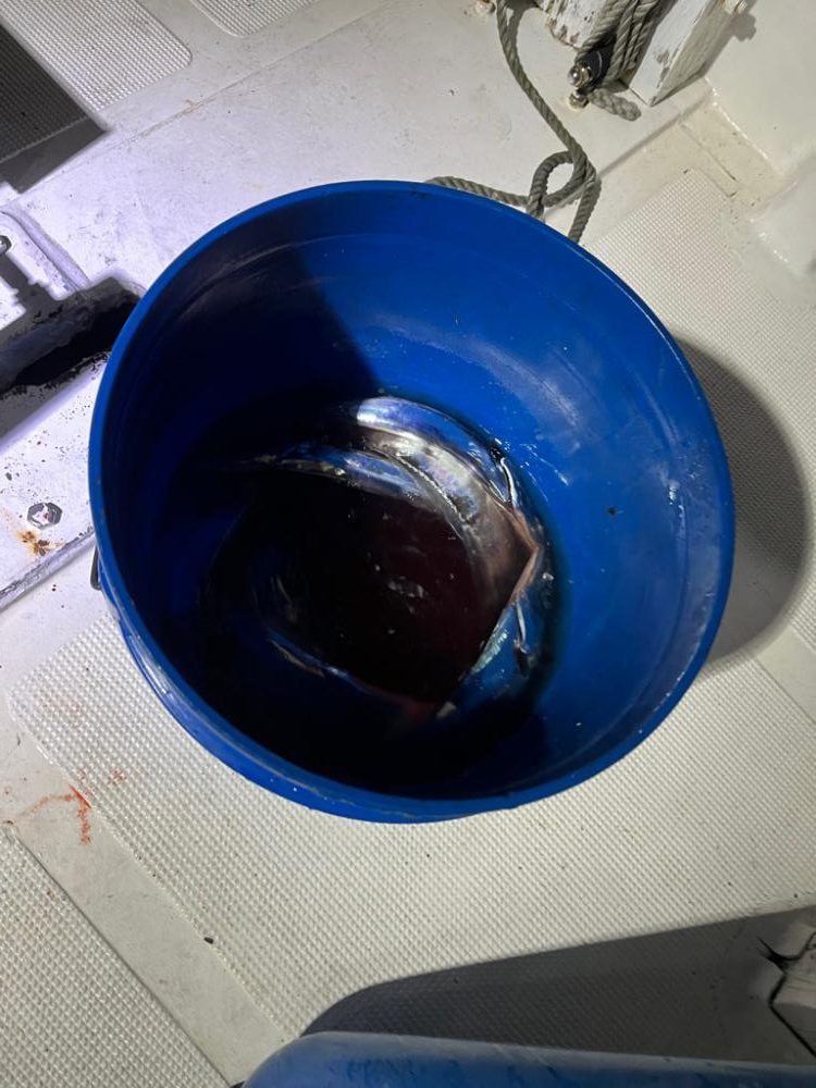 夕方からの釣り