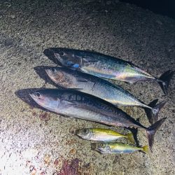 メジカ、アオリイカGET！！