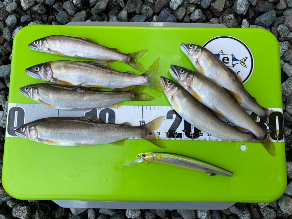 初アユイング！